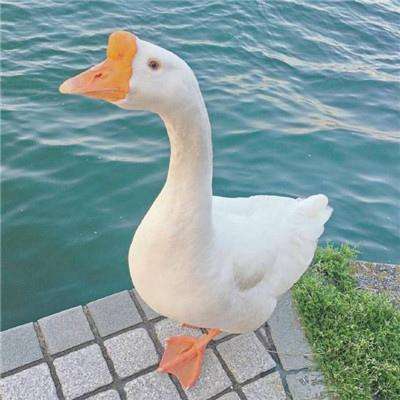 乐鱼app官网正式版下载截图