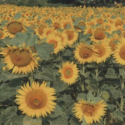 开元ky888vip手机app下载